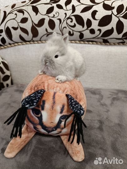 Карликовый кролик