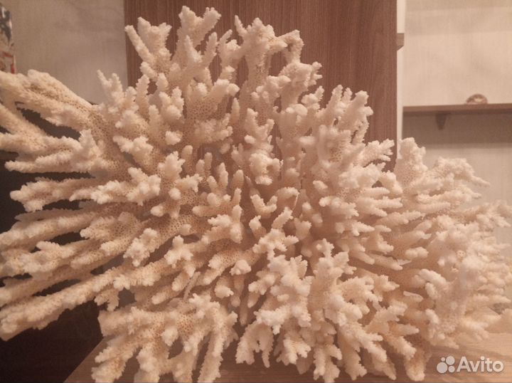 Морские кораллы