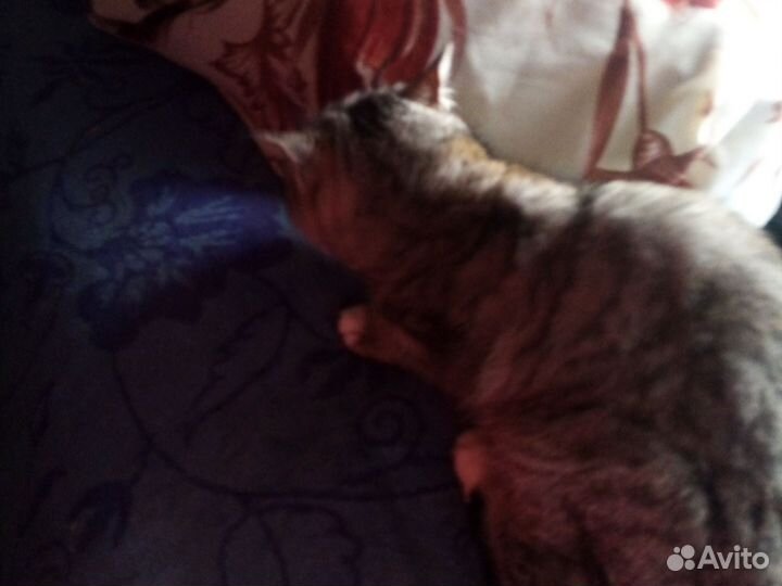 Ориентальные котята