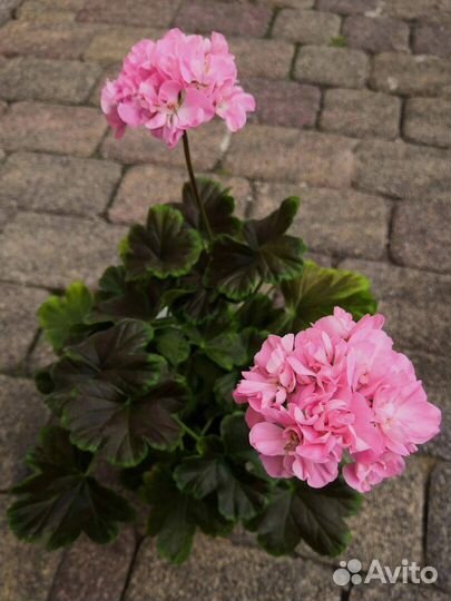 Пеларгонии сортовые