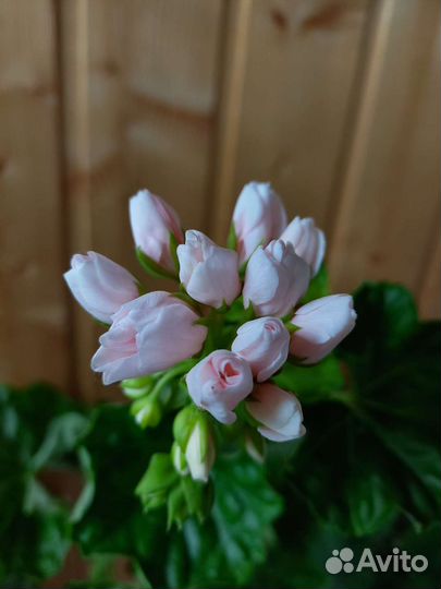 Пеларгония тюльпановидная Emma fran Bengtsbo