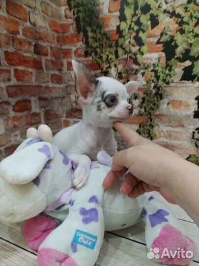 Мраморный чихуахуа