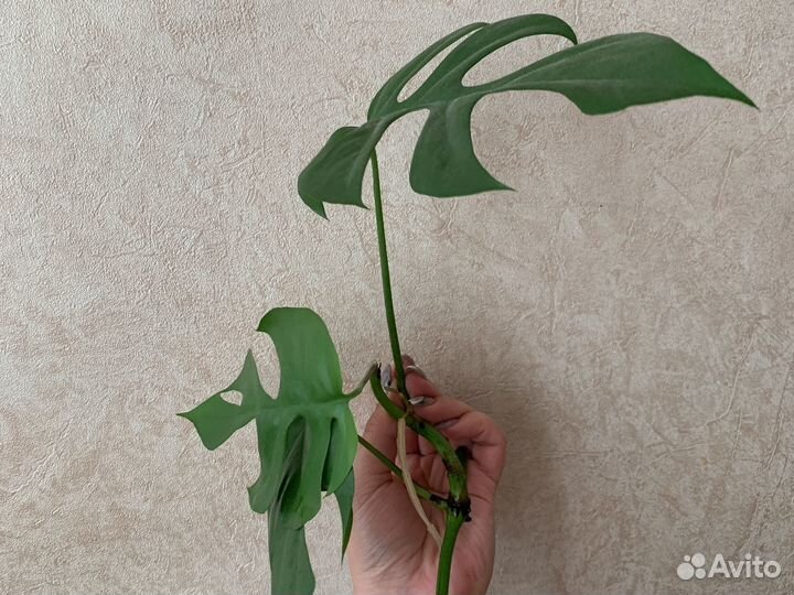Рафидофора черенок с корнем