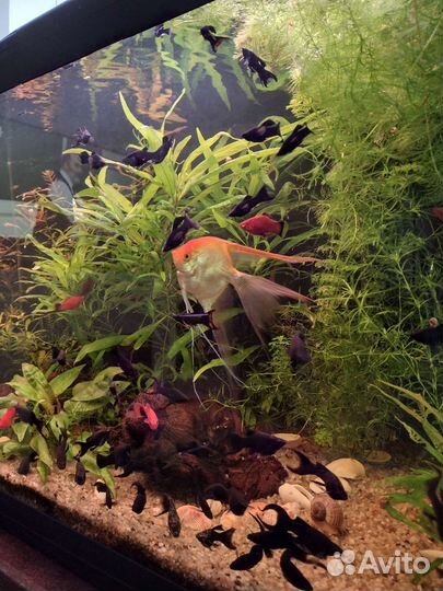 Рыбка молинезия