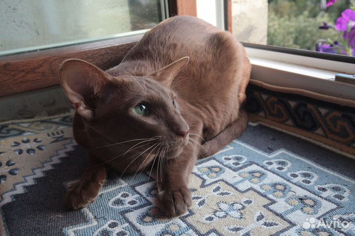 Ориентальная девочка