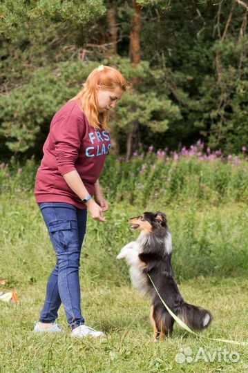 Услуги кинолога