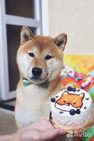 Торты для собак