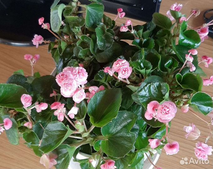 Бегония вечноцветущая махровая