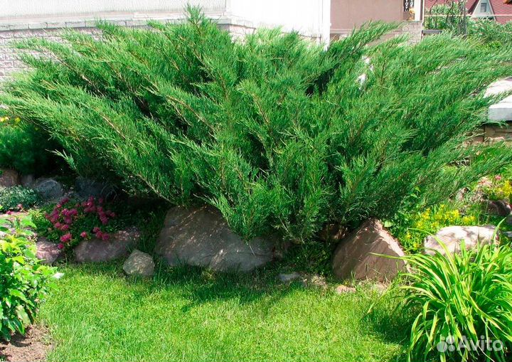 Можжевельники, ели сортовые. Вышлю почтой