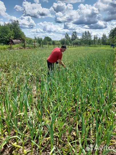 Продам чеснок