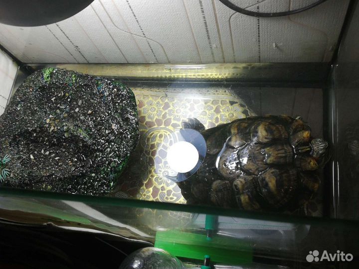 Красноухая черепаха с аквариумом