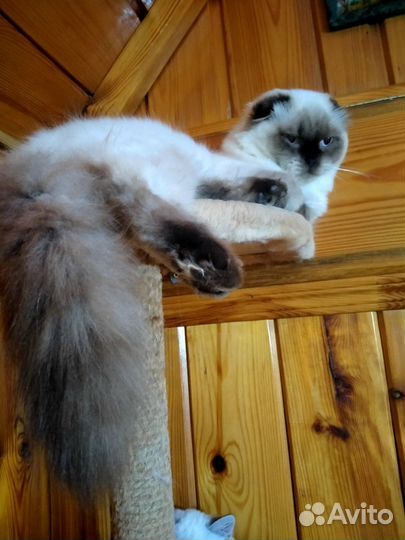 Фолд и страйт