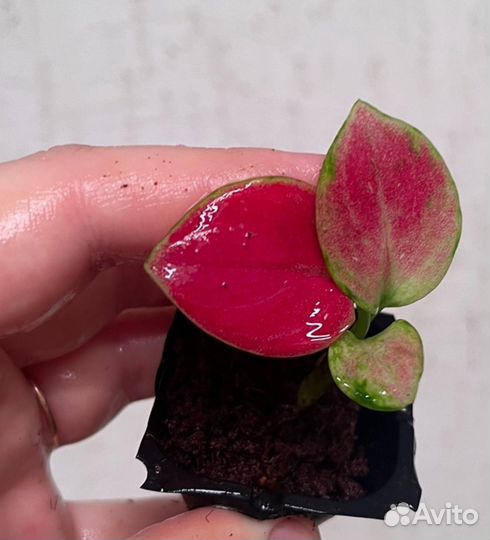 Аукцион растений аглаонема синги филы