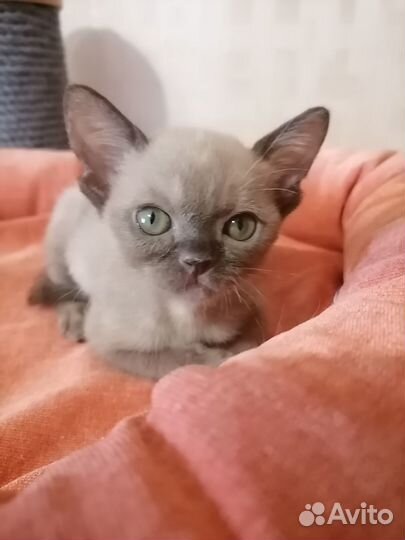 Ласковые котята европейской бурмы