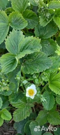 Клубника Купчиха, Азия, Пенелопа