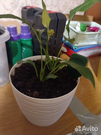 Спатифиллум