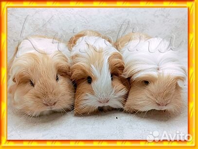 Морская свинка породистая с доставкой по городу