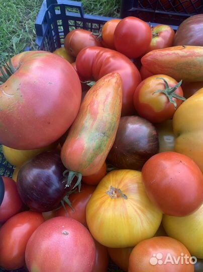 Томаты домашние