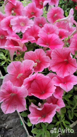 Петуния кустовая