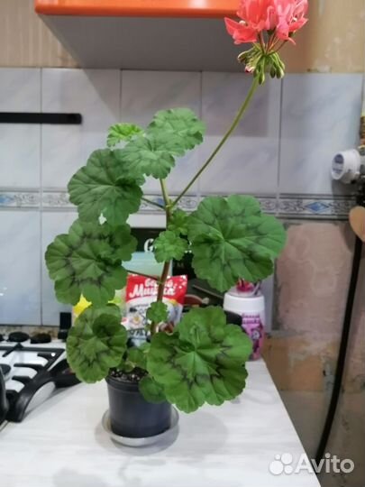 Пеларгония герань сортовая