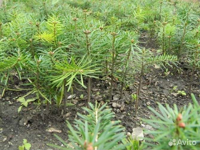 Оптом сеянцы Пихта Кавказская, Тис