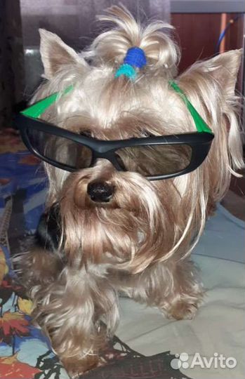 Йоркширский терьер