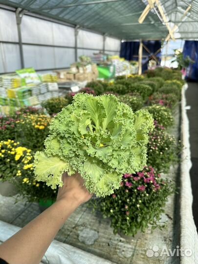 Декоративная капуста