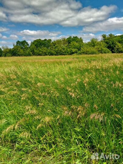 Сено в тюках