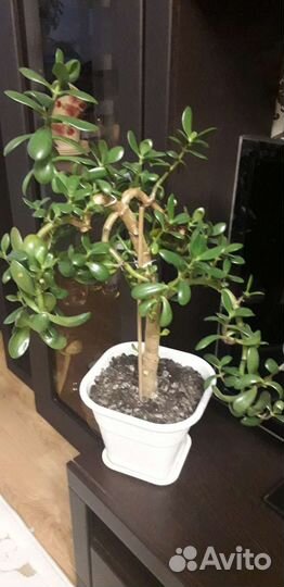 Денежное дерево