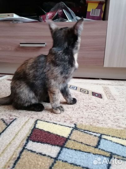 Трехцветная кошка