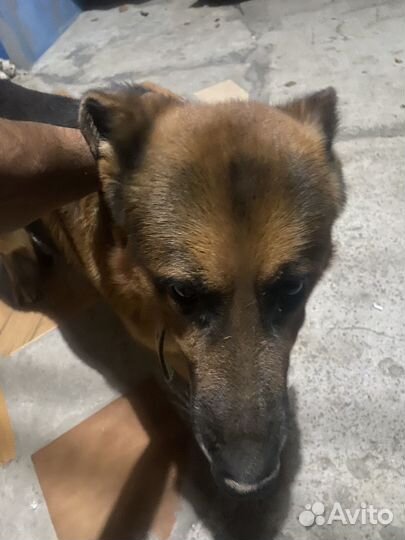 Собака немецкая овчарка мальчик