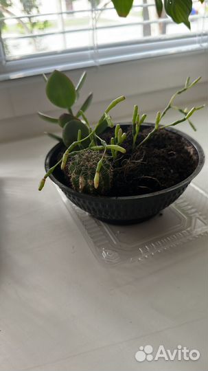 Набор для создания флорариума с суккулентами