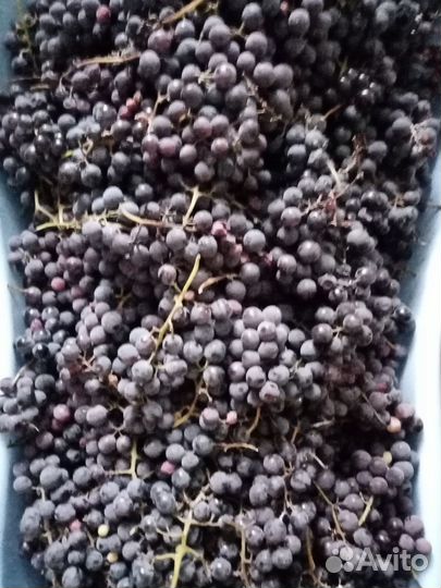 Винный виноград Изабелла