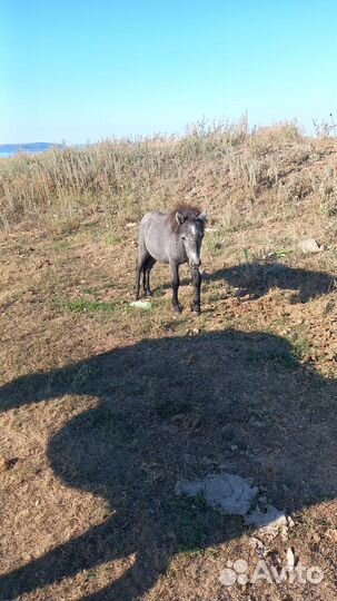 Пони лошадь