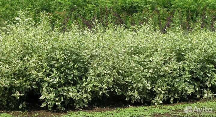 Саженцы дерна белого Сибирика