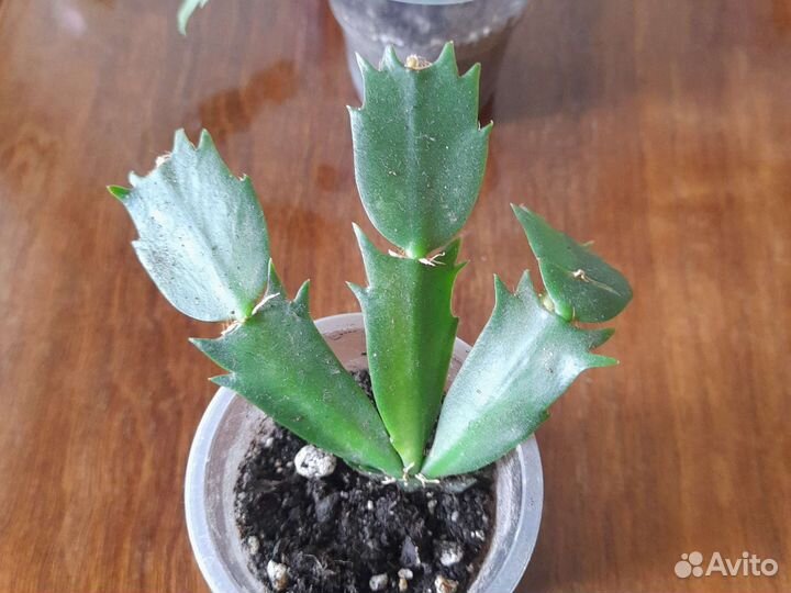 Декабрист оранжевый