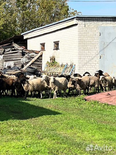 Продам ярок