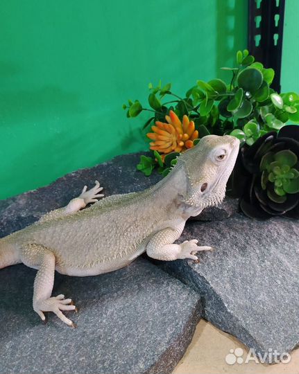 Бородатая агама Зеро