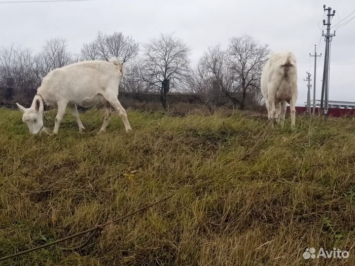 Козы