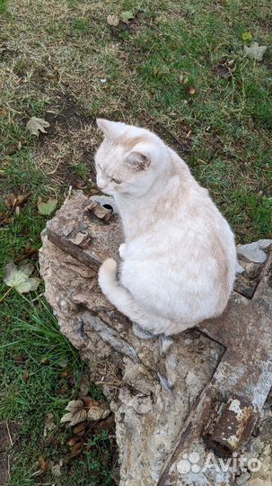 Котик в добрые руки