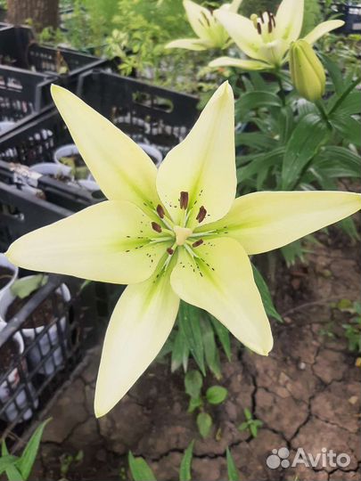 Лилия Кандидум и др