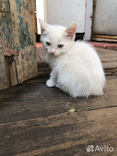 Отдам котят