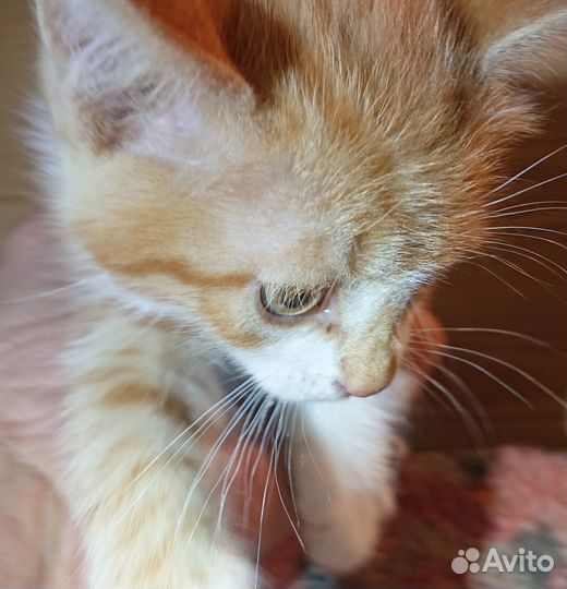 Котейка, котёнок, котёночек