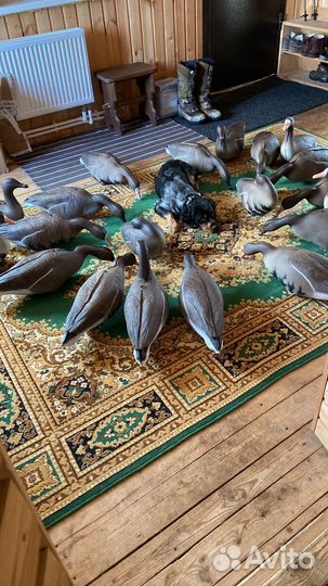 Вязка Бритонский эпаньоль