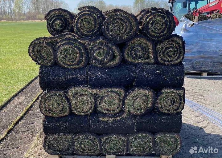 Рулонный газон, уход за газоном