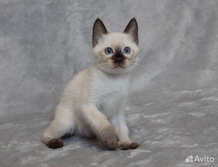 Котята редкой короткохвостой мини породы Той-боб