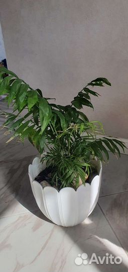 Пальма хамедорея