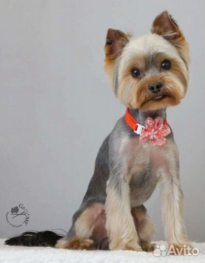 Стрижка собак и кошек