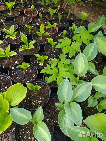 Хоста растение