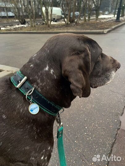 Адресник NFC медальон для кошек и собак